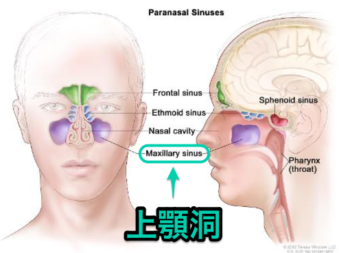 Maxillary sinus