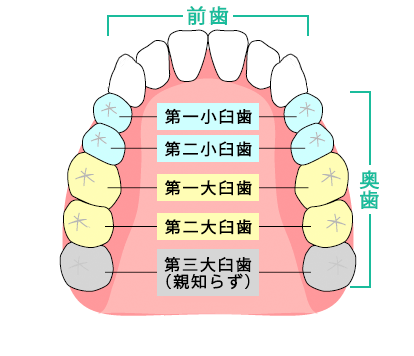 前歯の部位の説明図