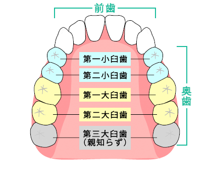 小臼歯の部位の説明図